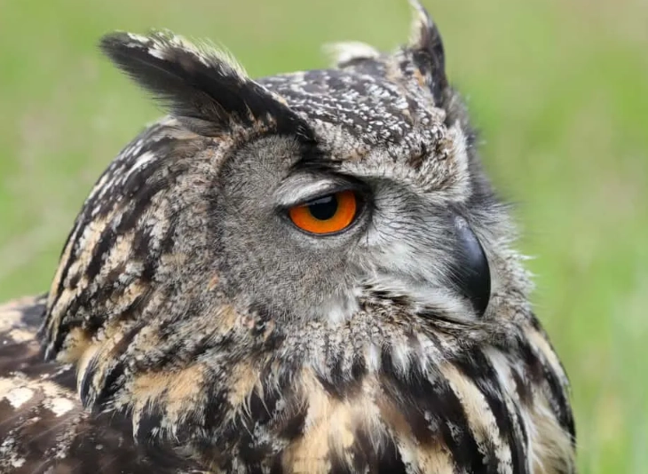 biological pest control biological pest control