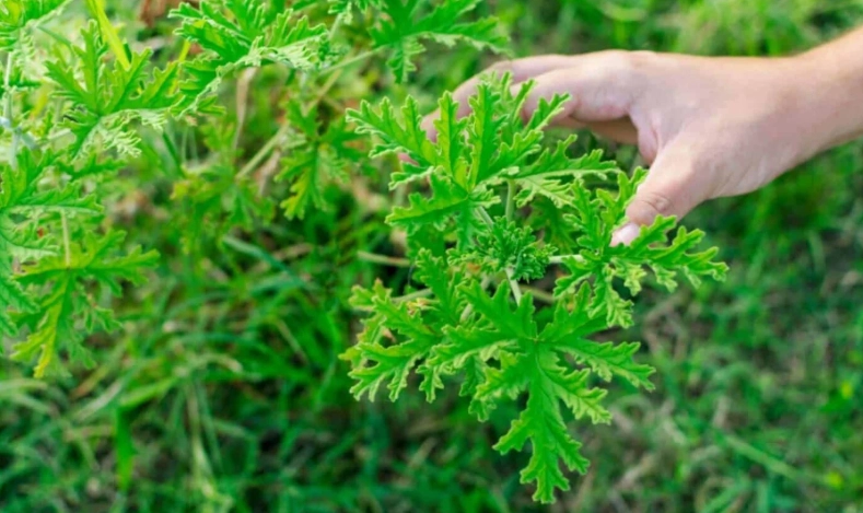 citronella mosquito repellent