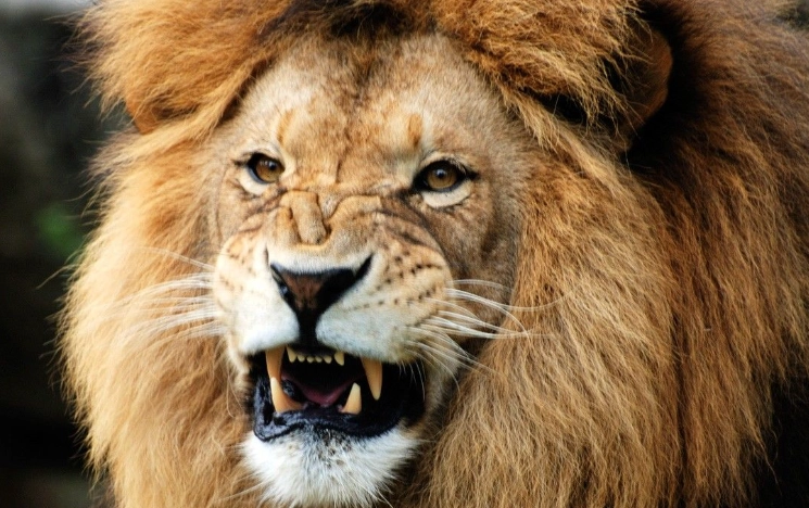 biological pest control biological pest control