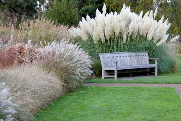 low maintenance ornamental grasses