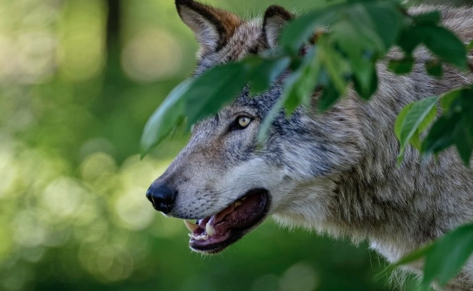 how to attract natural predators how to attract natural predators