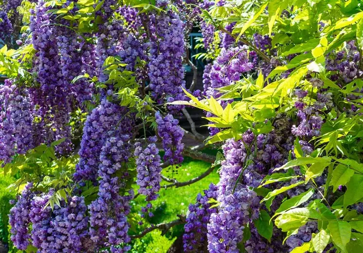 wisteria pruning