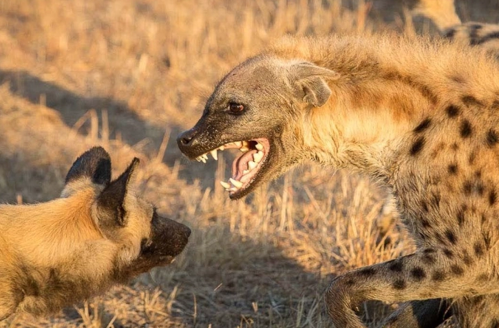 beneficial insects for garden beneficial insects for garden