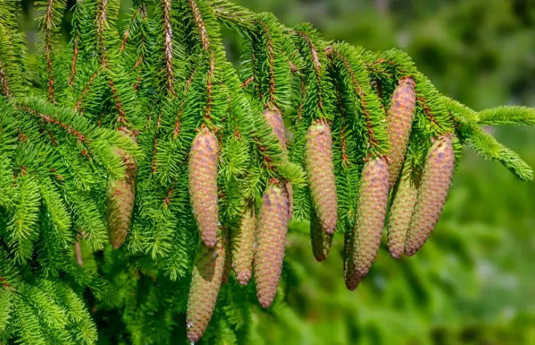 spruce planting tips