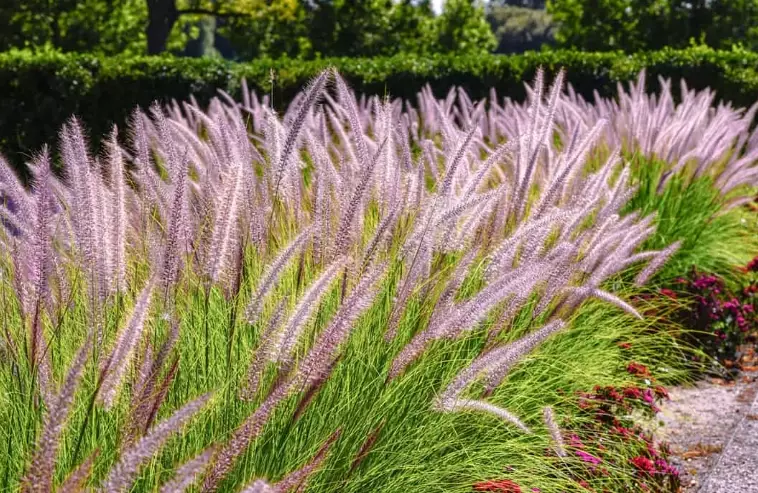 how to use ornamental grasses in garden