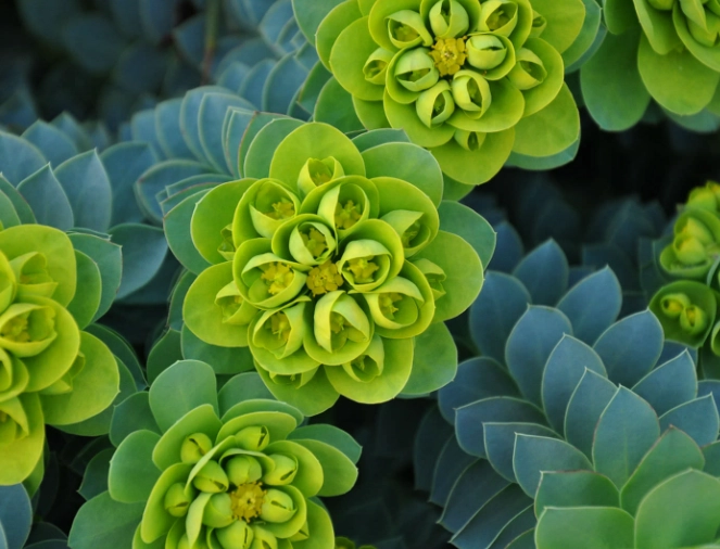 euphorbia plant euphorbia plant