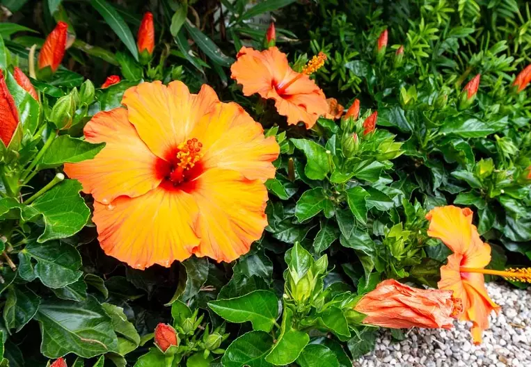 hibiscus plant problems