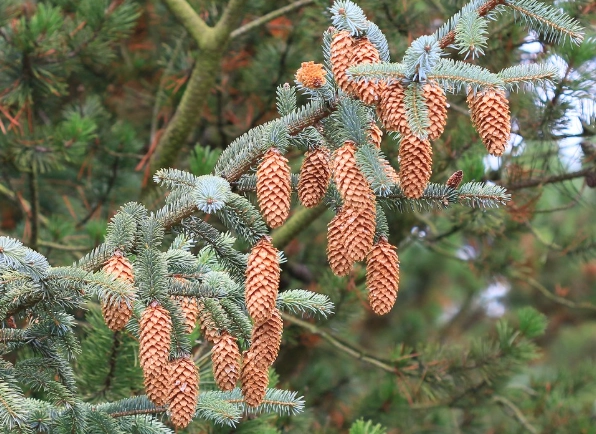 growing spruce trees