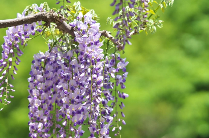 wisteria care