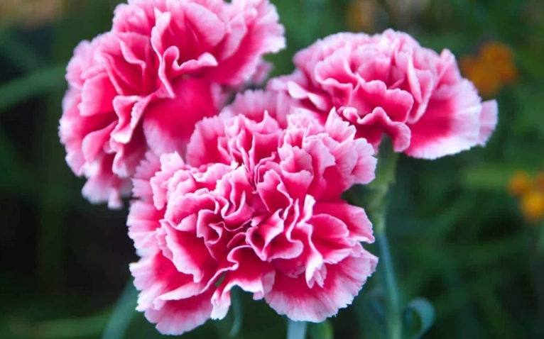 dianthus varieties dianthus varieties