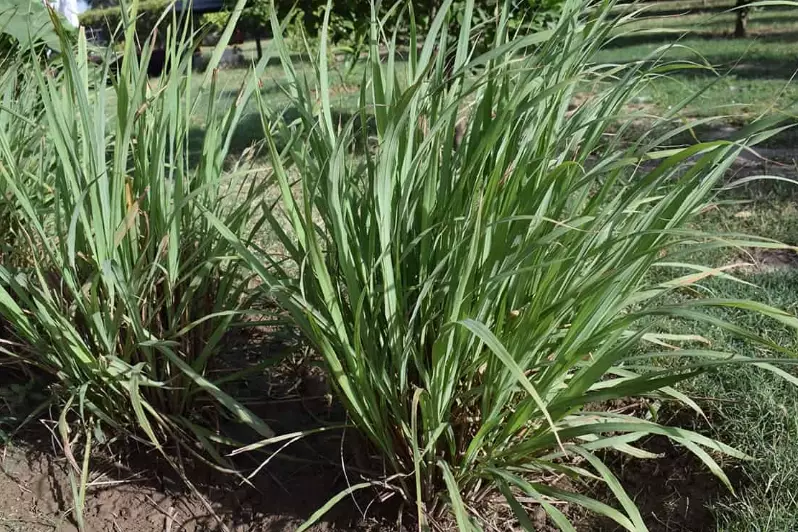 citronella plant care