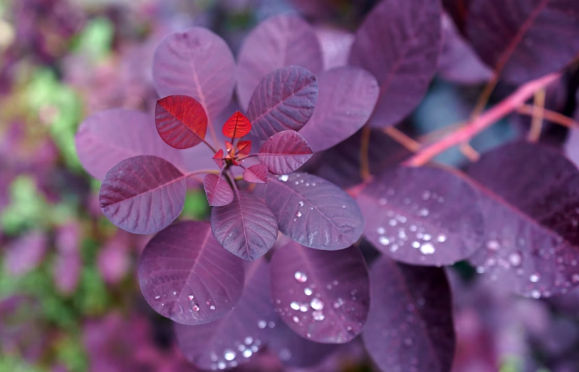 pruning smoke bush pruning smoke bush
