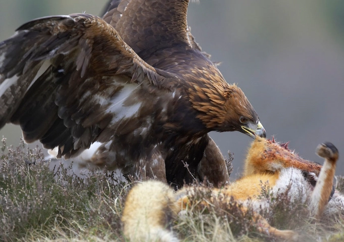 beneficial insects for garden beneficial insects for garden