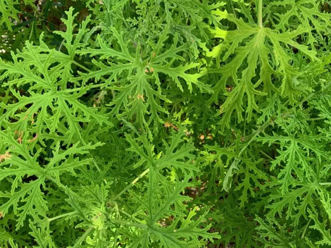 how to use citronella oil