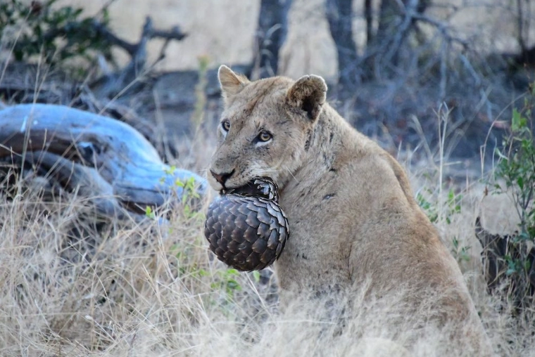 how to attract natural predators how to attract natural predators