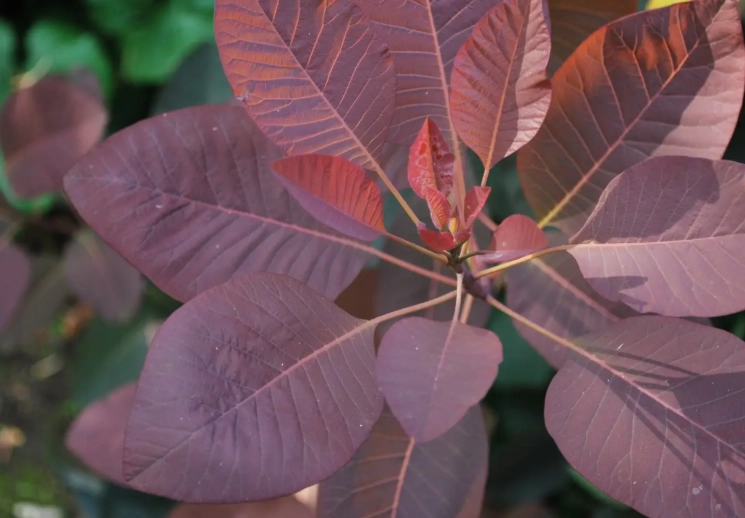 cotinus care cotinus care