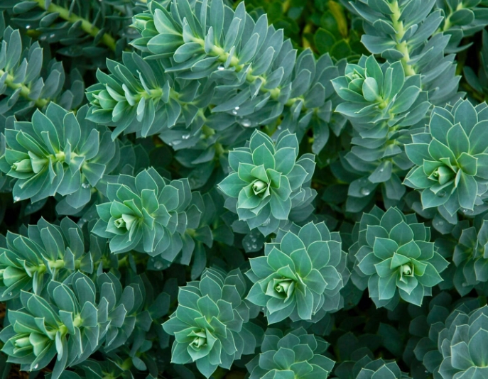 spurge plant care spurge plant care