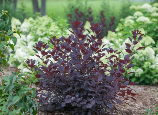 cotinus care cotinus care