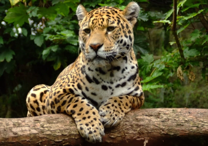 how to attract natural predators how to attract natural predators