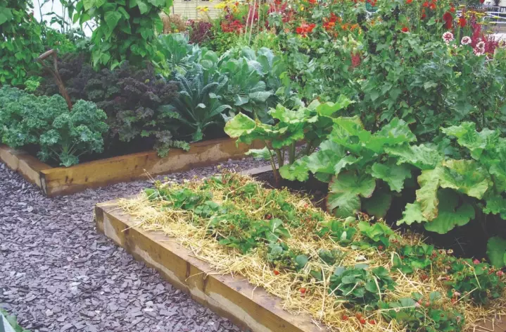 garden microclones garden microclones