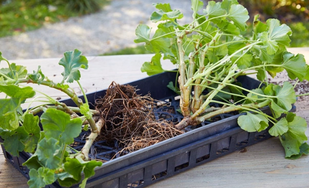 overwintering plants indoors