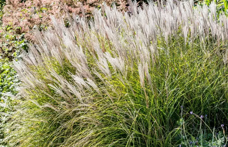 ornamental grasses for landscaping