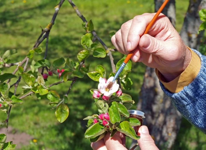 hybrid seeds hybrid seeds