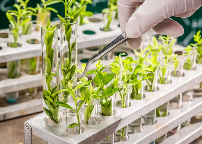 plant breeding methods plant breeding methods