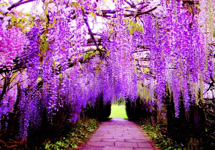 wisteria