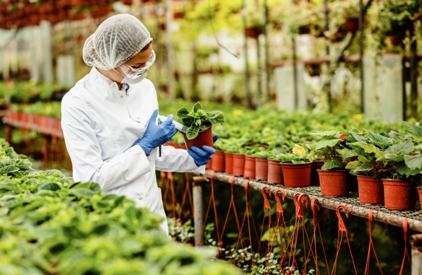 crop improvement crop improvement