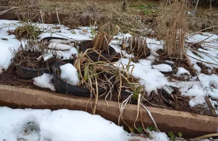 how to overwinter plants