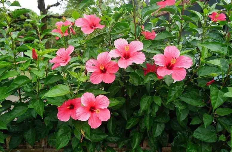 tropical hibiscus care