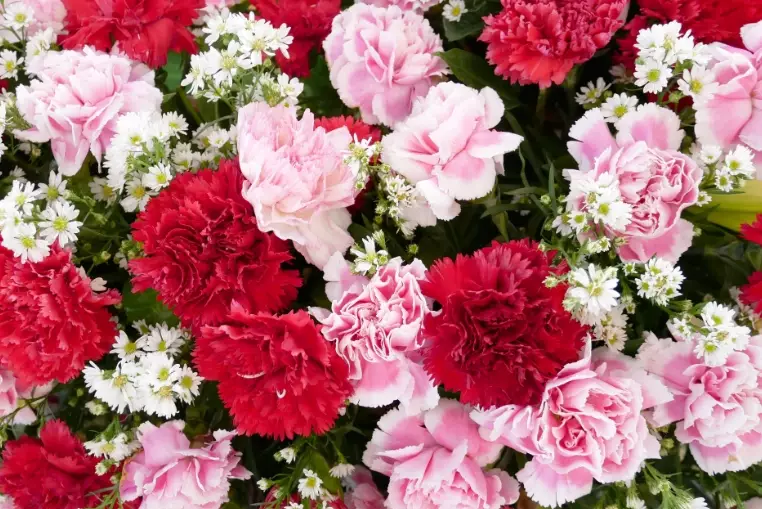 how to grow carnations how to grow carnations