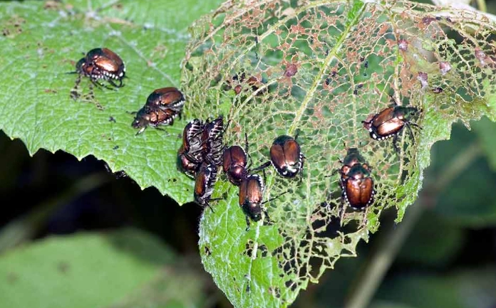 natural pest control natural pest control