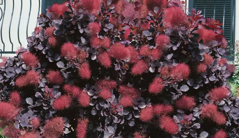 pruning smoke bush pruning smoke bush