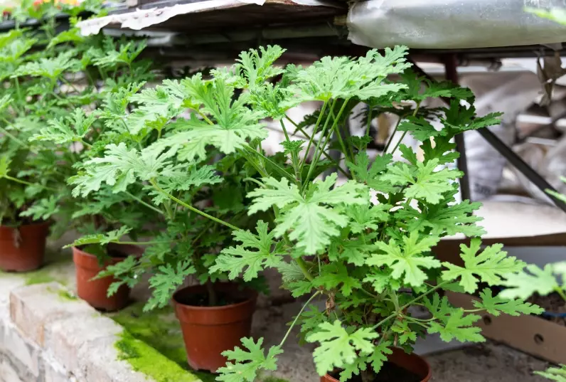 citronella plant care