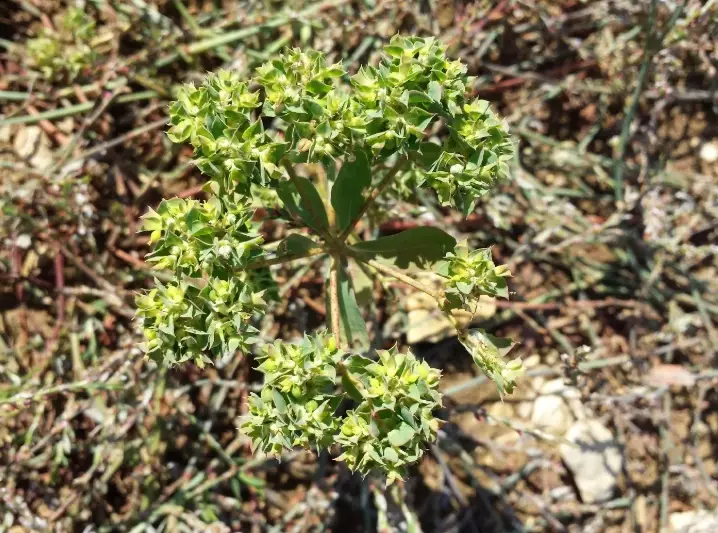 control spurge weed control spurge weed