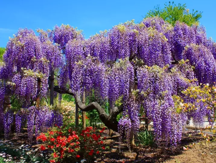 wisteria planting