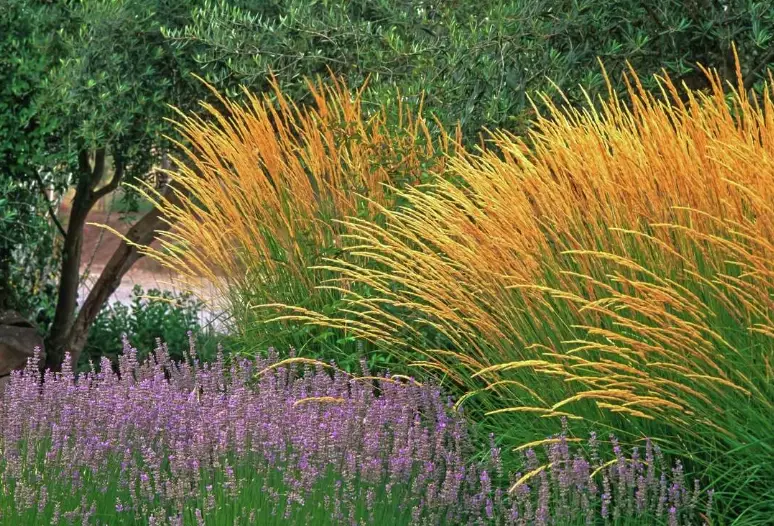 low maintenance ornamental grasses