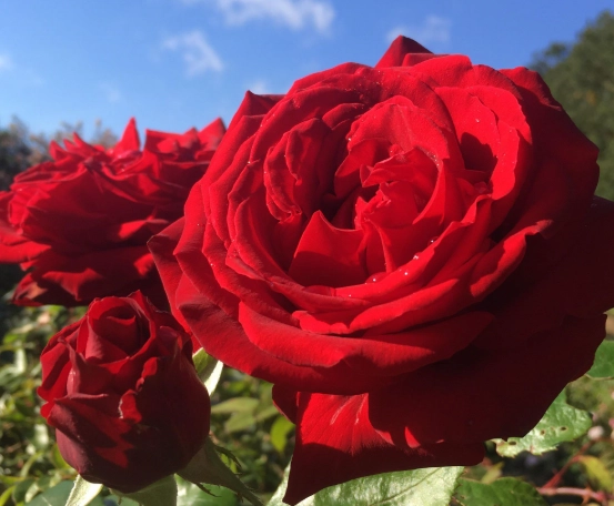 modern garden roses