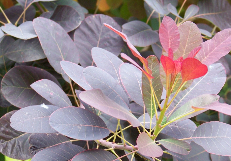 smoke tree landscaping smoke tree landscaping