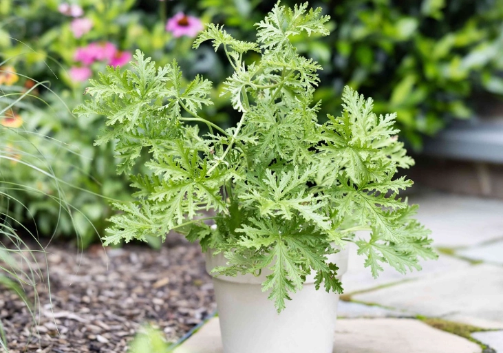 citronella mosquito repellent