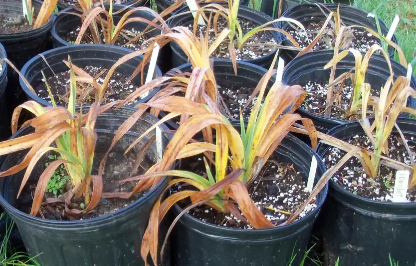 overwintering plants indoors