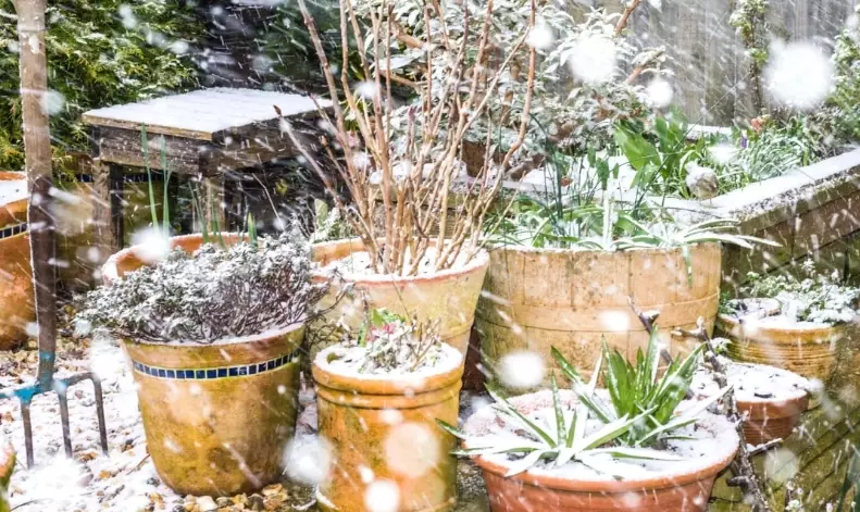 overwintering plants indoors