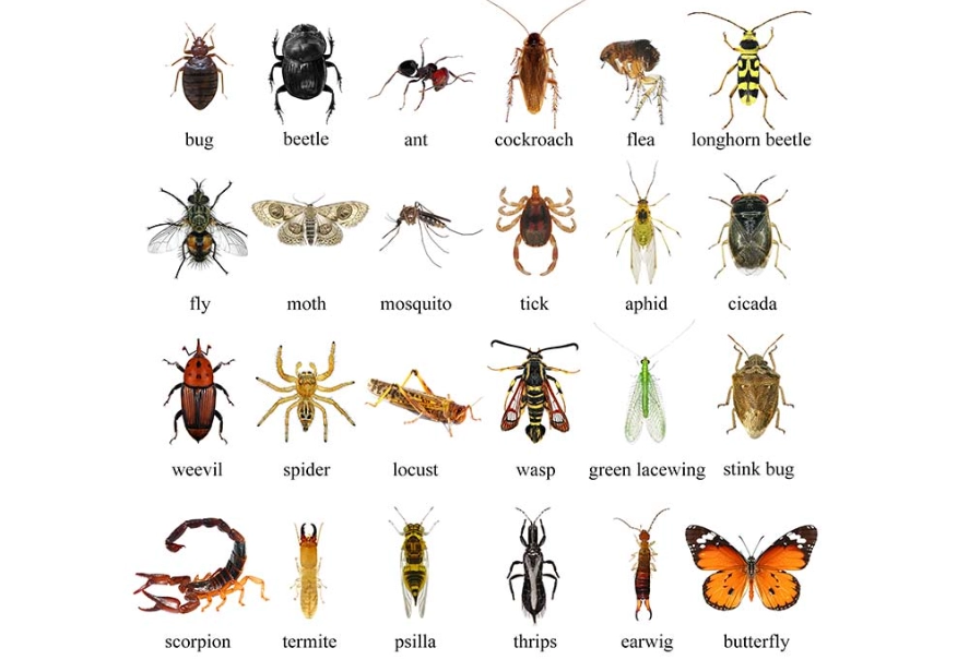 how to identify insects