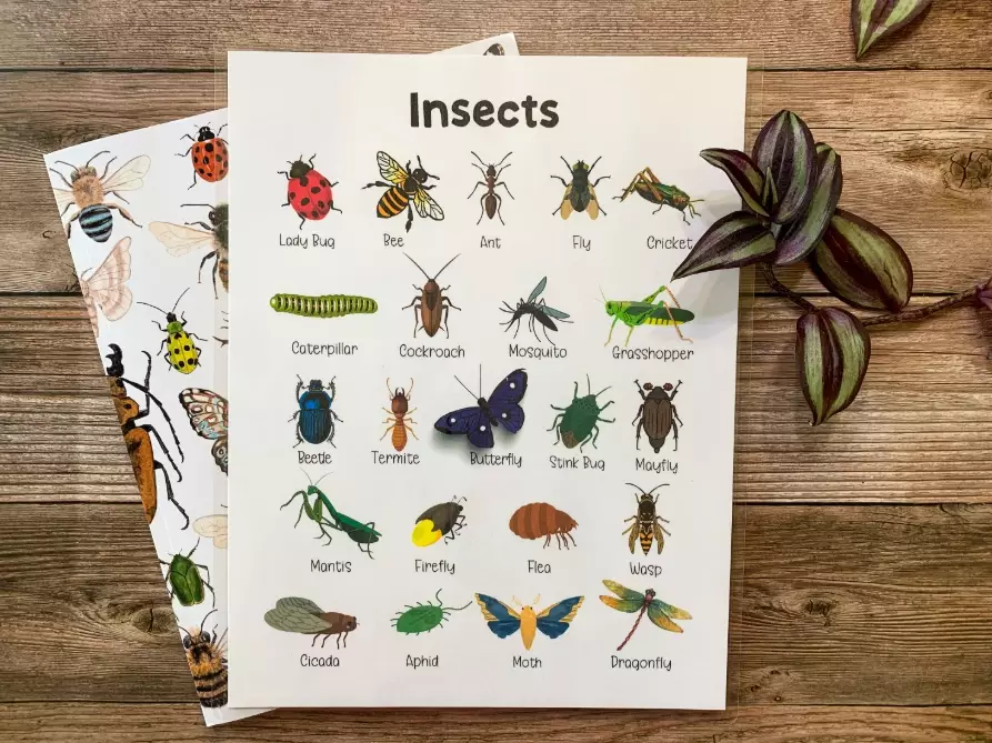 insect identification guide