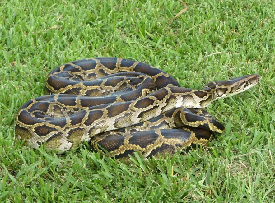 invasive species control