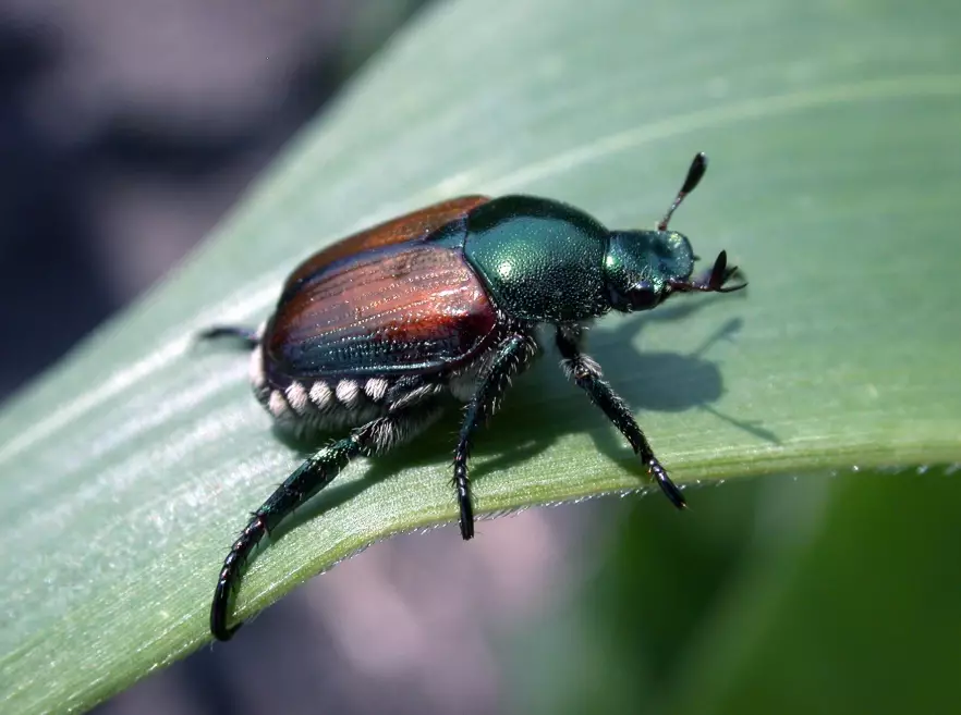 Japanese beetle control