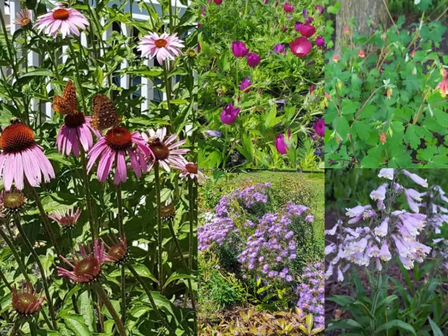 how to choose native plants