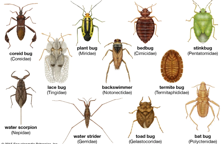 common garden insects